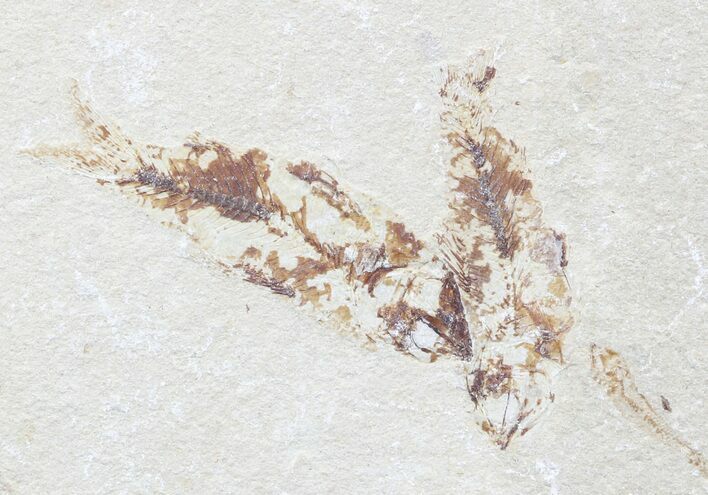 Bargain, Cretaceous Fossil Fish - Lebanon #53942